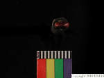 L_V20d4078 A16q204 R827 dM la f82.JPG L_V20d4078 A16q204 R827 dM la f82